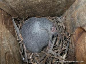 Brush-tail Phascogale