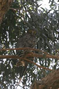 ninox strenua2