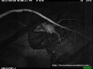 Common Brushtail Possum & Agile Antechinus