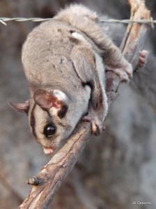 Sugar Glider 2