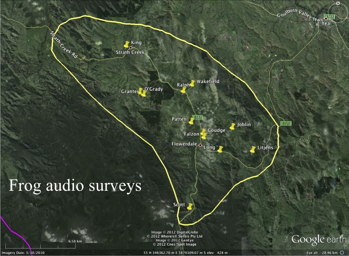 Frogs | Focus On Fauna
