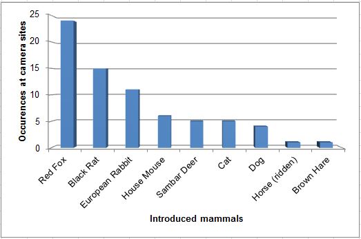 Camera results - introduced mammals