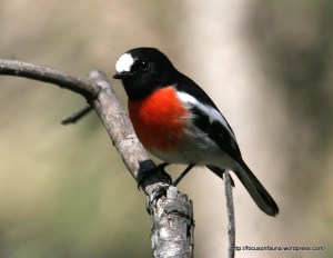 Scarlet Robin
