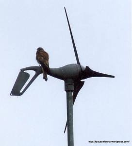 Unidentified bird on wind generator