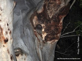 Southern Boobook at nest hollow