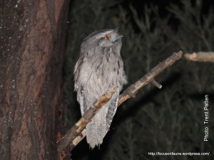 Tawny Frogmouth