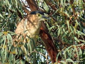 Nankeen Night-Heron