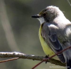White-throated Gerygone