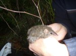 Agile Antechinus