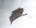Bat in harp&nbsp;trap
