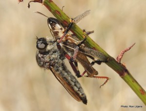 Starters - Grasshopper Gratin