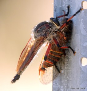 Dessert - Cicada Souffle