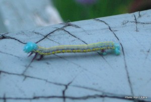 Chlenais Moth caterpillar