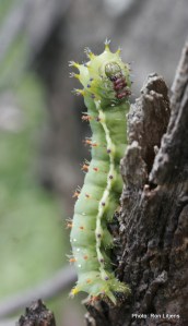 Emperor Gum Moth caterpillar