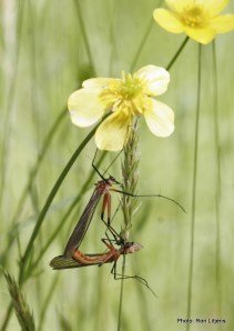 Scorpion flies (Ptilogyna sp.)