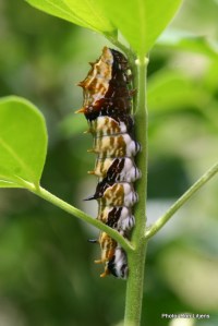 Orchard Swallowtail caterpillar