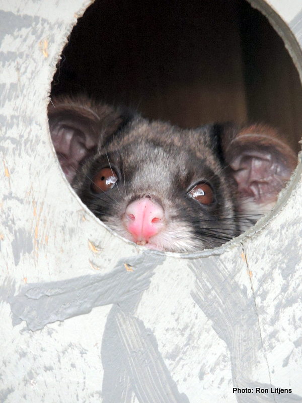 Just waiting for the cool change