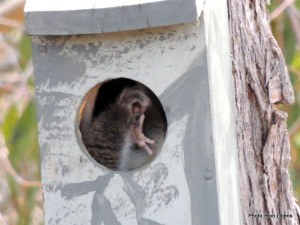 Trying to sleep in the afternoon.....