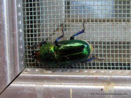 Scarab beetle