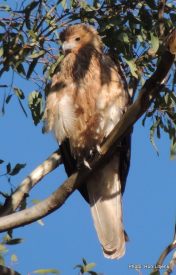 Whistling Kite