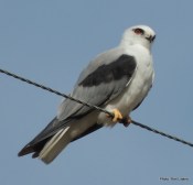 Black-shouldered Kite