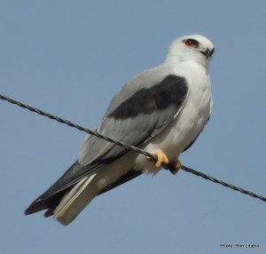 Black-shouldered Kite