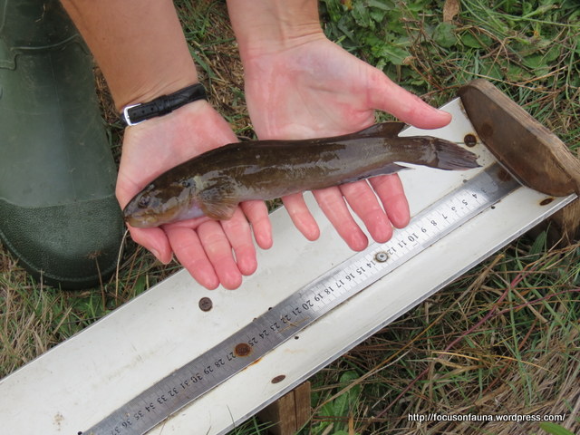 Gone fishing ! | Focus On Fauna