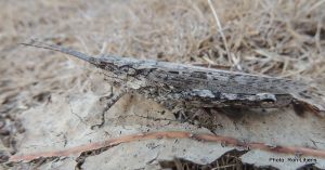 Bark-mimicking Grasshopper