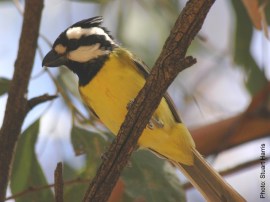 Crested Shrike-tit
