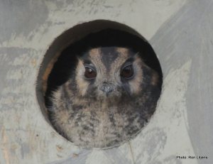 Australian Owlet-nightjar