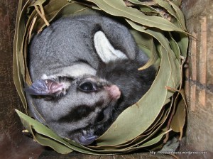 Sugar Glider