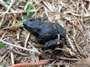 Bibron's Toadlet