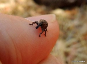 Cryptoplus sp maybe - Copy