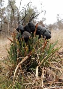 Evidence of 'A**e-on-the-grass'