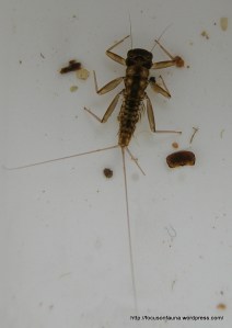 Mayfly nymph (Family Leptophlebiidae)