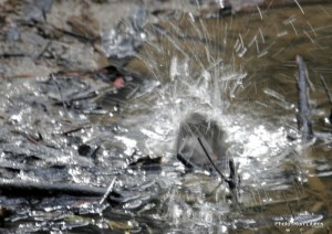 Scarlet Robin - believe it or not