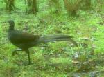 Superb Lyrebird