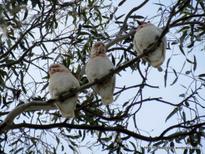Corellas