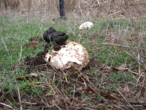 Wombat-poo or Toad-stool?