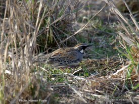 Male Spotted Quail-thrush