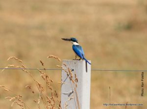 Sacred Kingfisher