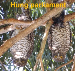 Powerful Owls (Ninox strenua)