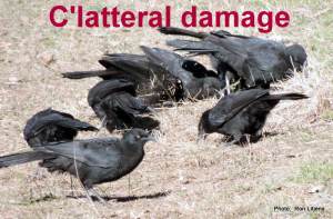 White-winged Choughs (Corcorax melanorhamphos)