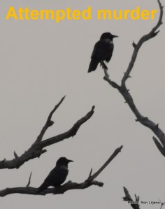 Ravens (Corvus sp.)