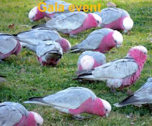 Galahs (Eolophus roseicapilla)