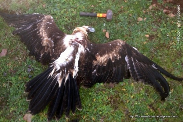 Wedge-tailed Eagle - the mallet is for size comparison only