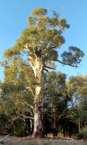 Candlebark