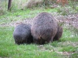 Wombat with young