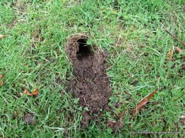 Bandicoot digging