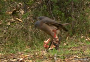 Goshawk version of a 'heavy meal'.